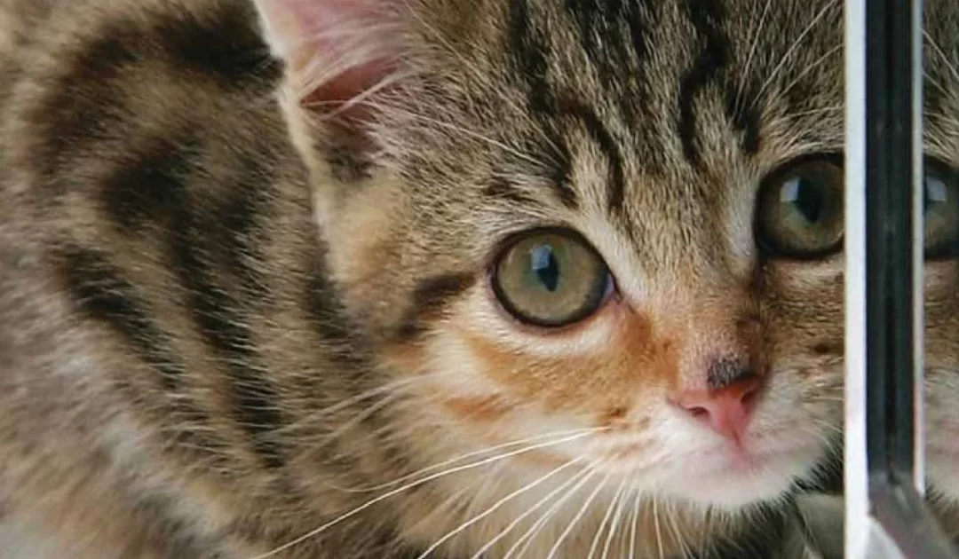 Fostercat